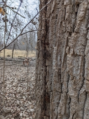 Toxicodendron radicans