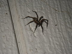 Agelenidae