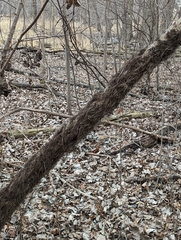 Toxicodendron radicans