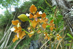 Cyrtochilum