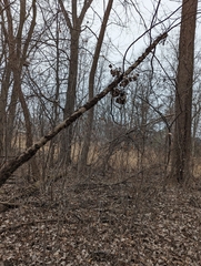 Toxicodendron radicans