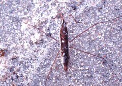 Limnoporus dissortis