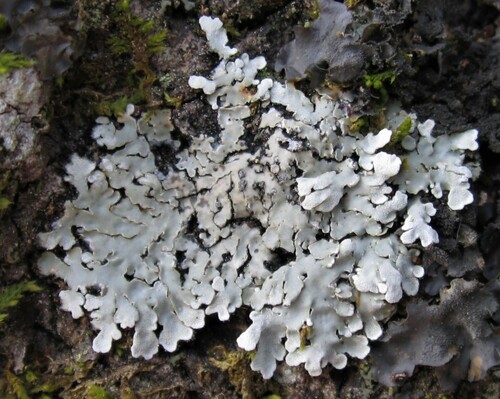 Spicy Mustard-rosette