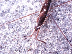 Limnoporus dissortis
