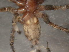 Agelenidae