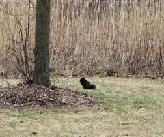 Sciurus carolinensis