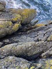 Chrysothrix chlorina