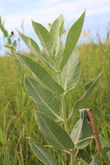 Asclepias speciosa