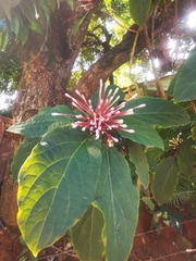 Clerodendrum quadriloculare