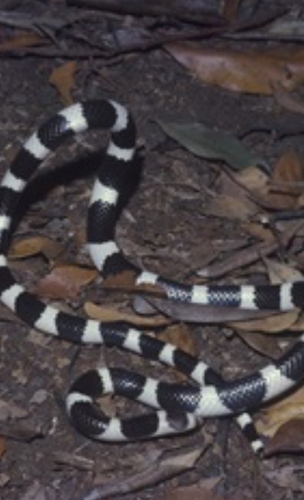 Eastern Bandy Bandy sighting