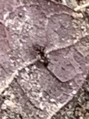 Camponotus pennsylvanicus