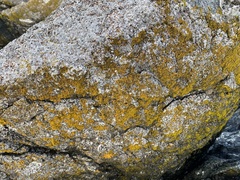 Chrysothrix chlorina