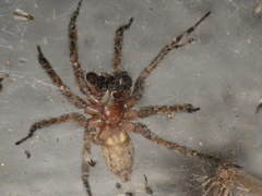 Agelenidae