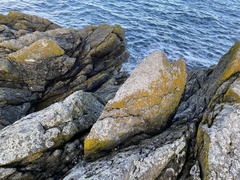 Chrysothrix chlorina