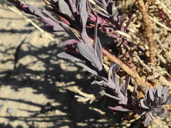 Senecio subumbellatus