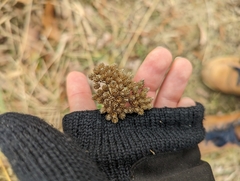 Achillea millefolium