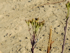 Senecio subumbellatus