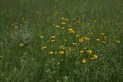 Coreopsis palmata