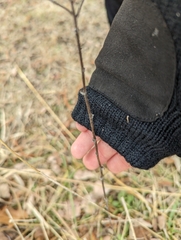 Achillea millefolium