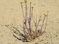 Senecio subumbellatus