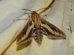 Hyles euphorbiarum