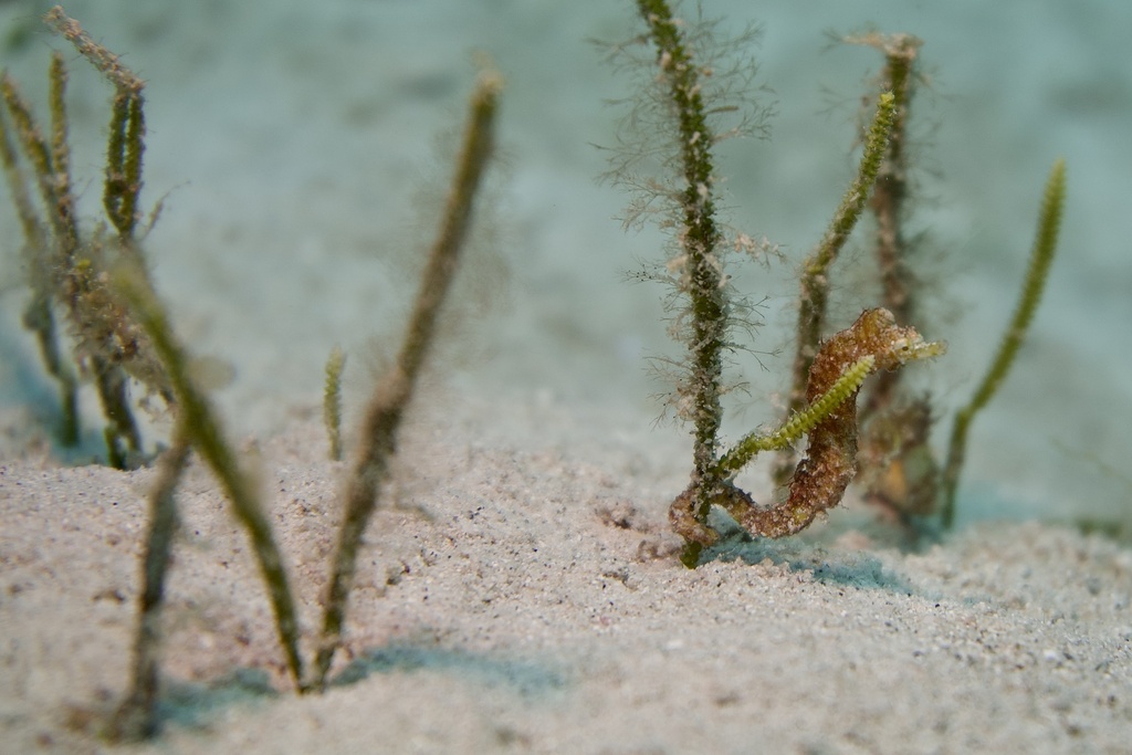 Tyro Seahorse