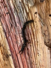 Hemiscolopendra marginata