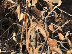 Quercus incana