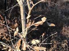 Quercus incana