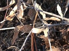 Quercus incana