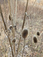 Dipsacus laciniatus