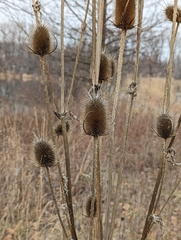 Dipsacus laciniatus