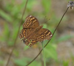 Junonia chorimene