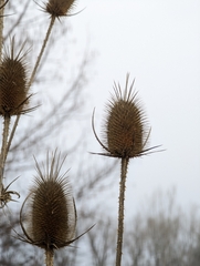 Dipsacus laciniatus