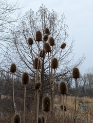 Dipsacus laciniatus