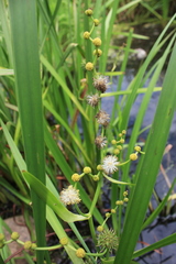 Sparganium eurycarpum