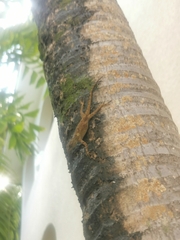 Anolis distichus