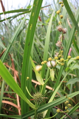 Sparganium eurycarpum