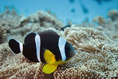 Amphiprion chrysogaster