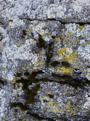 Schistidium maritimum