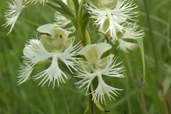 Platanthera praeclara
