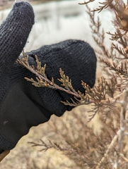 Juniperus virginiana