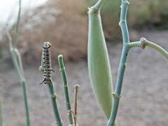 Danaus