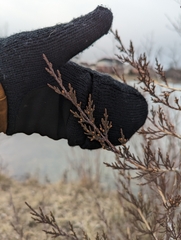 Juniperus virginiana