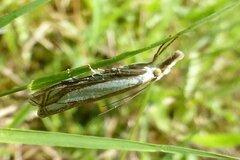 Crambus pascuella