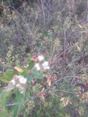 Escallonia megapotamica