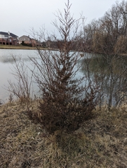 Juniperus virginiana