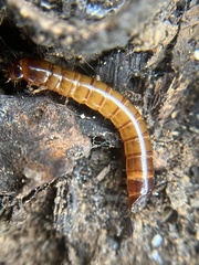 Meracantha contracta