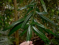 Podocarpus grayae