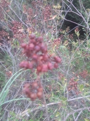 Escallonia megapotamica